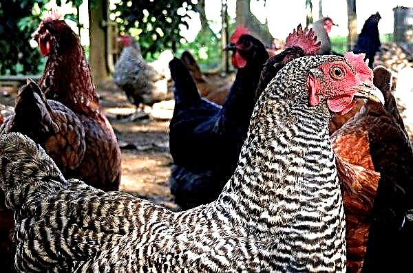 أوكرانيا تمنع بولندا تصدير الدجاج بشكل مربح