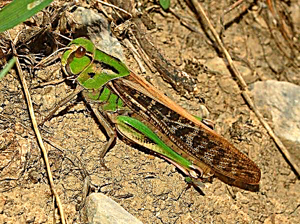 Favorable weather conditions for locust breeding arose in Ukraine
