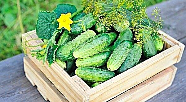 Local cucumbers of the 2019 crop appeared in Ukraine. Are they safe?