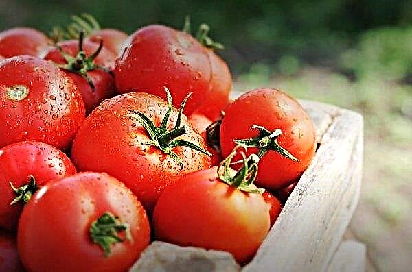Pengeluar Stavropol meningkatkan kapasiti pengeluaran tomato