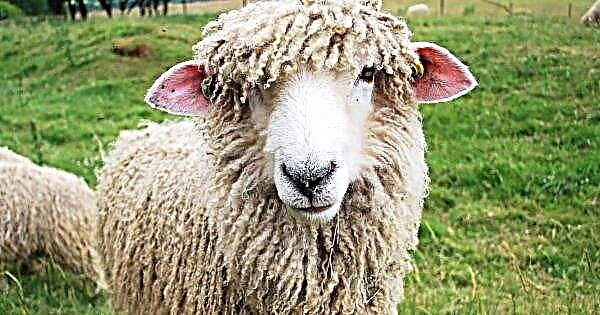 Ternopilio regiono ūkininkai augina vertingą avių veislę