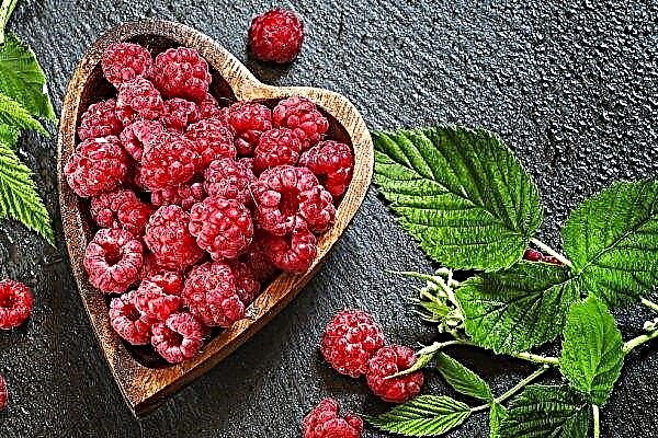 The farm from the Kiev region has grown more than 200 tons of organic raspberries