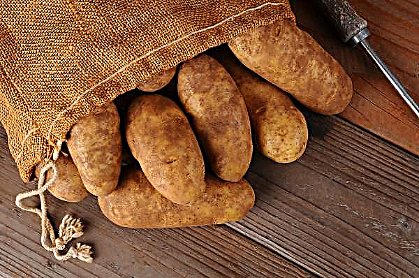 Belarusians “took” six hundred kilograms of potatoes from the field