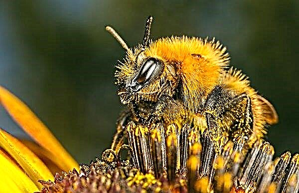 Apicultor de Volyn culpa agricultores locais pela morte de abelhas