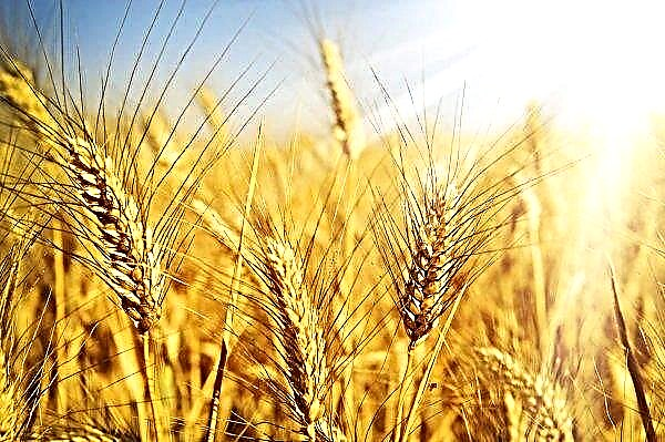 Wheat and peas will provide 35 Adygheys with a stable salary and social package