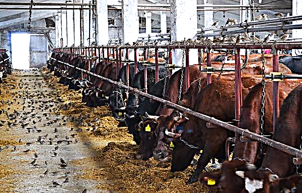 El daño del coronavirus para el ganado puede ser de 7 a 9 mil millones de dólares.