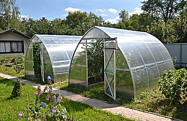 Stavropol producer doubles the area of ​​greenhouses