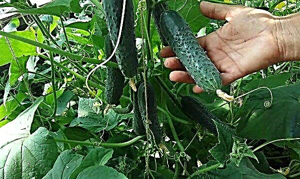 Cucumbers of local cultivation from summer greenhouses entered the Ukrainian market