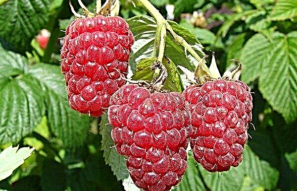 The best varieties of raspberries for the Urals, remontant and productive raspberries for the Urals and Siberia