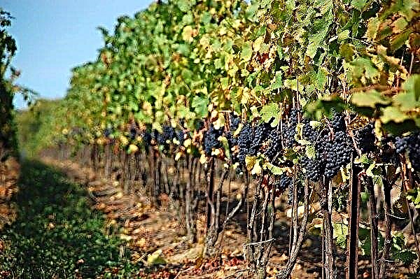 Produsen Hungaria akan membeli pohon buah-buahan dan anggur di dalam negeri