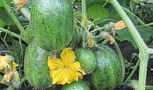 Chupa-Shchups-komkommers: kenmerken en beschrijving van de variëteit, kenmerken van het kweken, foto