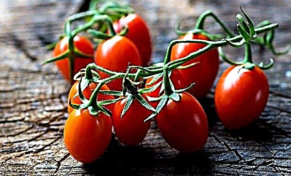 Netherlands unveils first seedless tomato variety