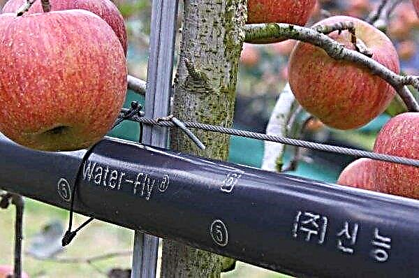 في منطقة سمولينسك ، توجد بستان تفاح صناعي مكثف