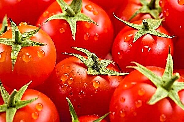 La capital del tomate de Ucrania se encuentra en Transcarpatia.