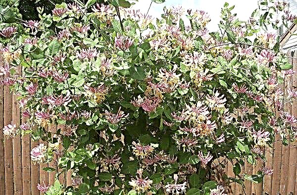 Madressilva encaracolada decorativa Hekrotta Goldflame: descrição da variedade, plantio e cuidados, foto