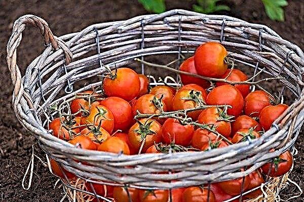 스페인 농부들은 가축 재배 토마토를 먹습니다.
