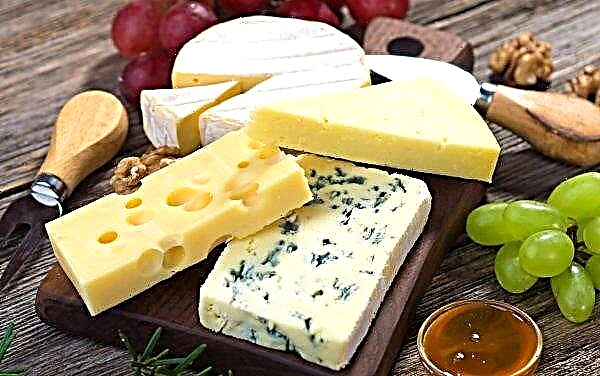 في منطقة كيروف ستفتح قريبا مصنع الجبن