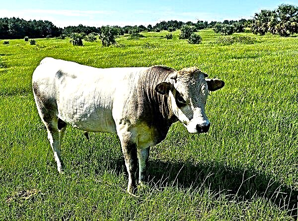 يرفض الفلاحون في منطقة خيرسون تربية الماشية