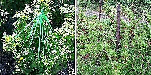 Compatible gooseberry and currant bushes (black, white, red): distance between plantings