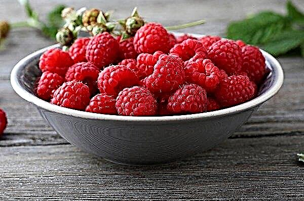 Polandia memegang posisi terdepan dalam produksi raspberry