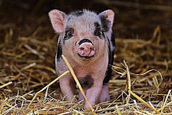 KSG Agro planea aumentar el número de cerdos a 100 mil cabezas