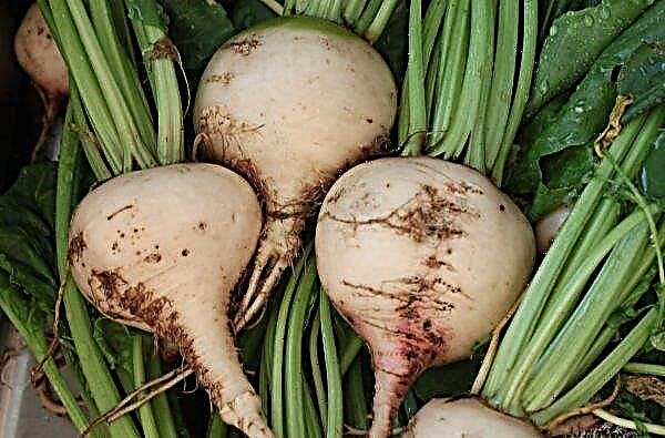 Sugar beet crops decreased in Sumy region and sugar production stopped