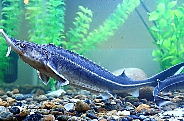Ukrainian scientists have developed a unique technology for growing sturgeon fish