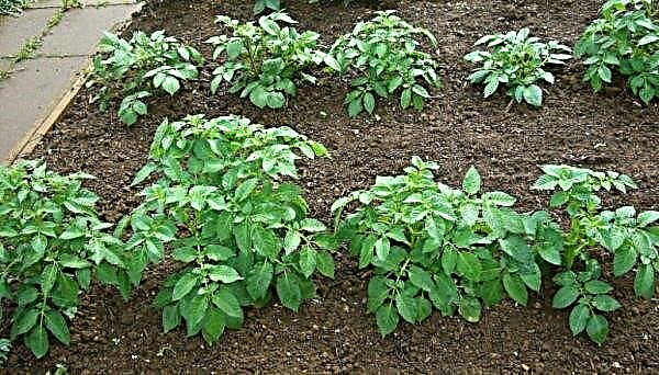 Potato scab: description and types of disease, causes of occurrence, control measures and treatment, resistant varieties, photo