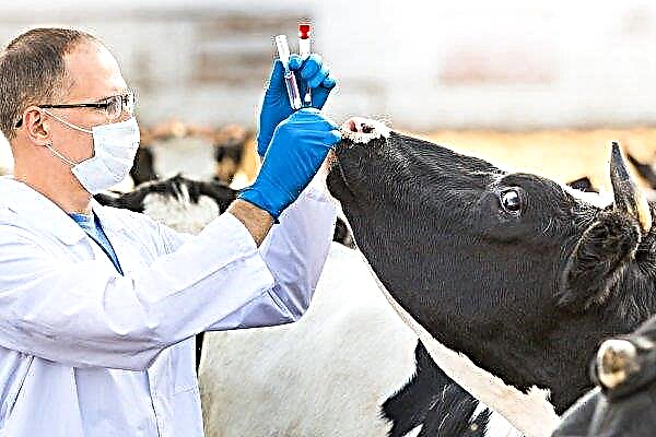 Vacas Kaluga apanhadas tuberculose