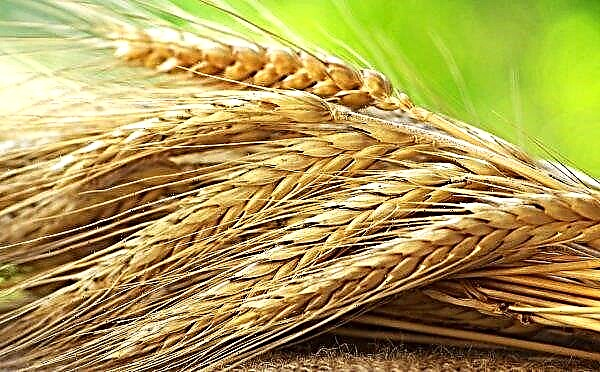 Ukrzaliznytsia zvyšuje prepravu zrna nákladu