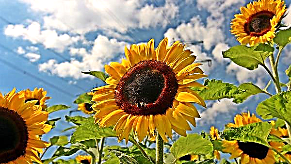 Di ladang Crimea mengambil bunga matahari
