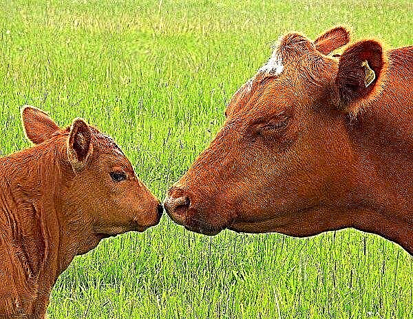 يتم تعليم مزارعي الباشكير إطعام الحيوانات بطريقة جديدة