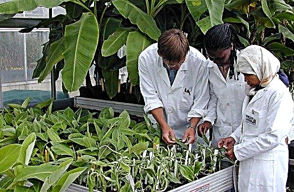 طور علماء من المملكة المتحدة موردًا عبر الإنترنت لتحديد الأقارب البرية للنباتات المزروعة
