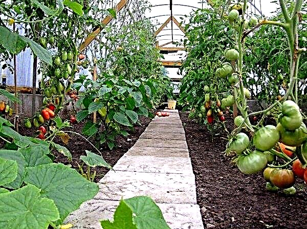 The greenhouse complex "Round Year" from the Leningrad Region produces 6 thousand tons of products per year