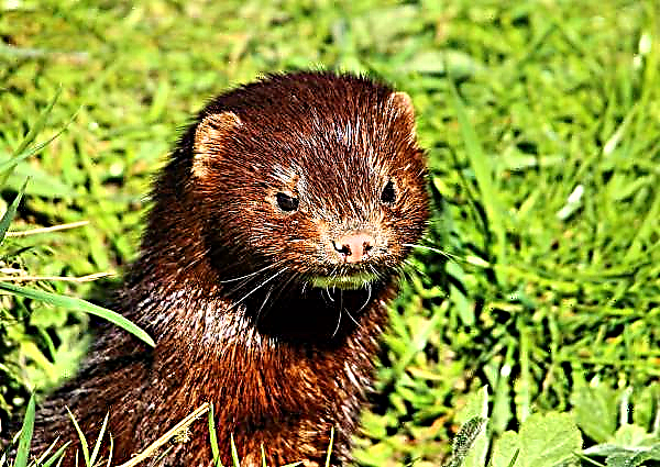 Ukrainian mink farms utilized over 25 thousand tons of waste from fish farms and poultry farms