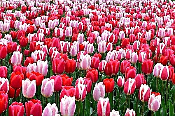 Ukrainian tulip plantations will fall into the Guinness Book of Records