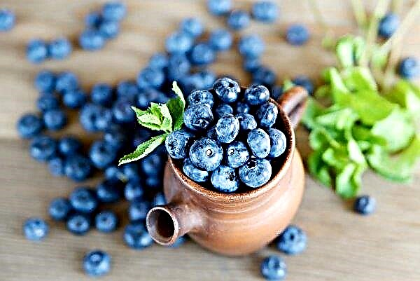 In Ukraine, there are 14 producers of organic blueberries