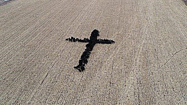 On Christmas Eve, a cross of cow carcasses appeared on an American field
