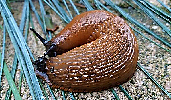 Slug merah mengganas pemilik tanah Carpathian