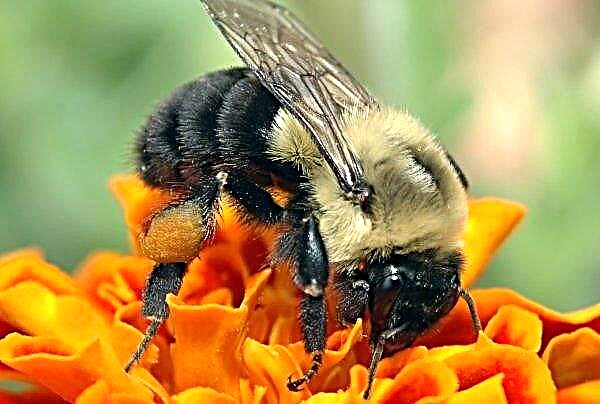 Los apicultores de la región de Sumy sufrieron nuevamente la muerte de las abejas.