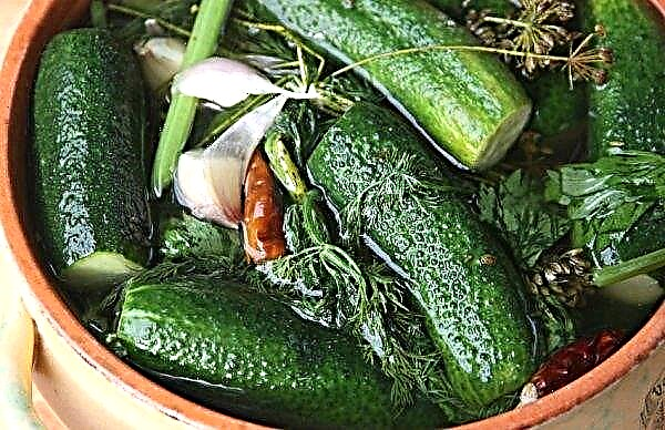 Cold pickles in a pan: step by step cooking, video