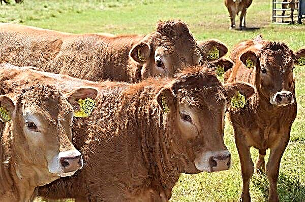 In Tula beginnen ze gels te produceren voor een koeienregen