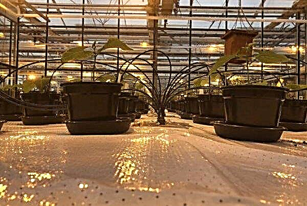 Ready for colonization of Mars and the Moon: the first crop in simulated soil is harvested