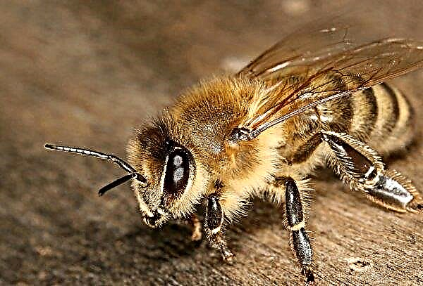 يهتم النحل خيرسون في رقمنة تربية النحل