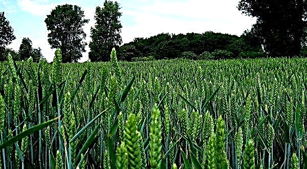 Rumena pega ogroža pridelke ukrajinske pšenice