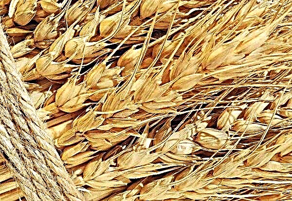 Almost all Krasnodar wheat is of the highest quality