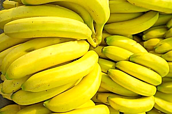 Pavojingas grybelis gali nuvalyti bananus nuo žemės paviršiaus