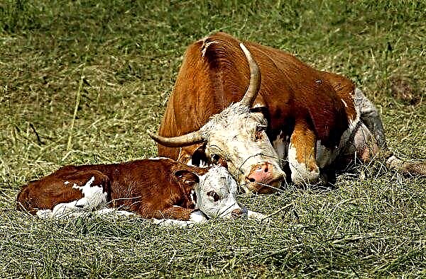 En Irlanda, una vaca dio a luz trillizos.