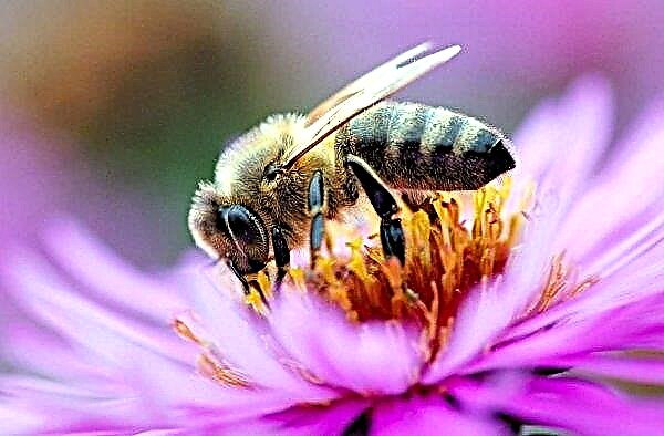 No distrito de Bolgradsky, na região de Odessa, matou 2,5 milhões de abelhas