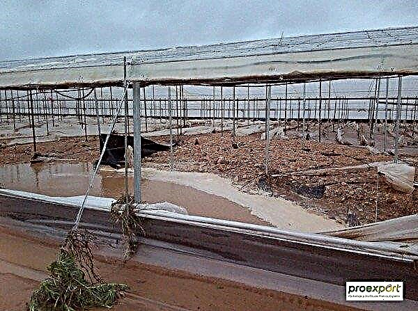 تضررت الزراعة في جنوب اسبانيا من الامطار والعواصف